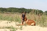 MALINOIS 334